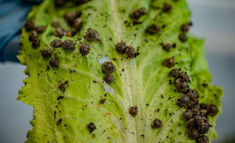 Um esforço para salvar a espécie está em andamento. Em 2017, 60 dos caracóis restantes foram enviados para o Zoológico de Chester, no Reino Unido, onde a espécie foi estudada por cientistas e, por fim, criada / Chester Zoo