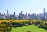 Cachorro é esfaqueado no Central Park após discussão entre donos