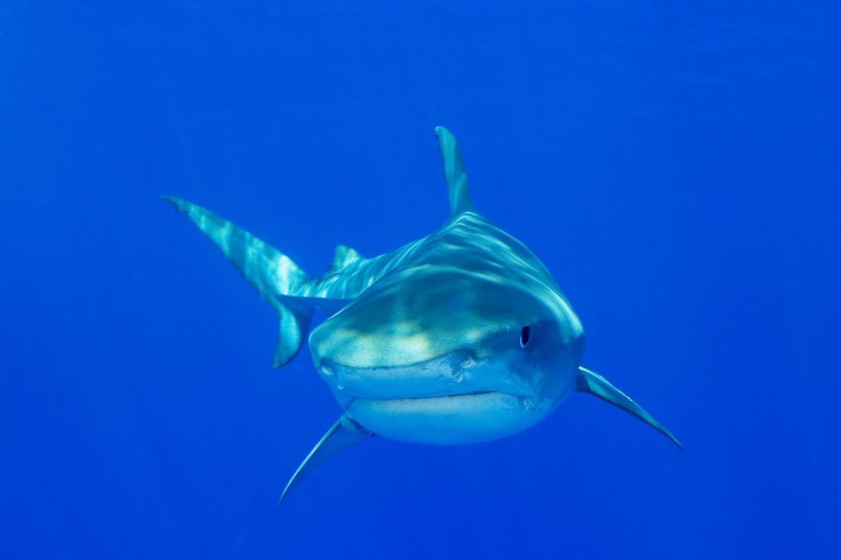 Tiger Shark