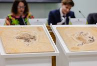 Fóssil do dinossauro Ubirajara jubatus é repatriado ao Brasil; veja imagens