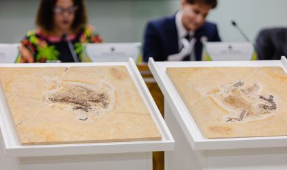 Fóssil do dinossauro Ubirajara jubatus é repatriado ao Brasil; veja imagens