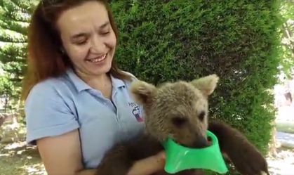 Urso filhote