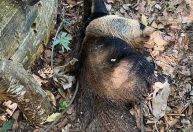 Tamanduá é resgatado com vida de cisterna em MG; veja vídeo