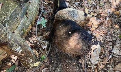 Tamanduá é resgatado com vida de cisterna em MG; veja vídeo
