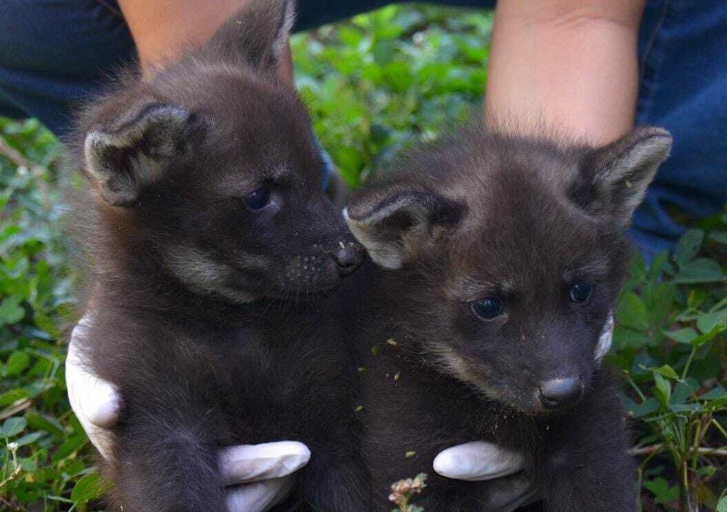 filhotes de lobo-guará