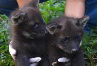 Parque no oeste baiano celebra nascimento de dois filhotes de lobo-guará