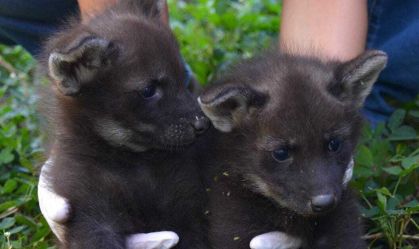 Parque no oeste baiano celebra nascimento de dois filhotes de lobo-guará