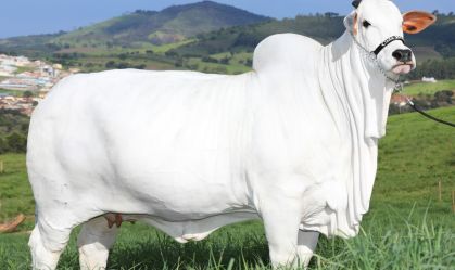 Leilão de vaca bate recorde com R$ 7 milhões por apenas um terço do animal; entenda