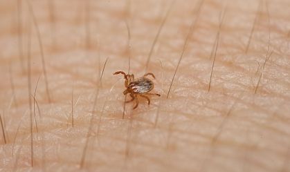 Febre maculosa: o que se sabe sobre o surto da doença após evento em Campinas (SP)