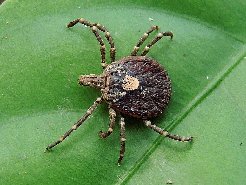 Carrapato da espécie Amblyomma testudinarium virus Oz