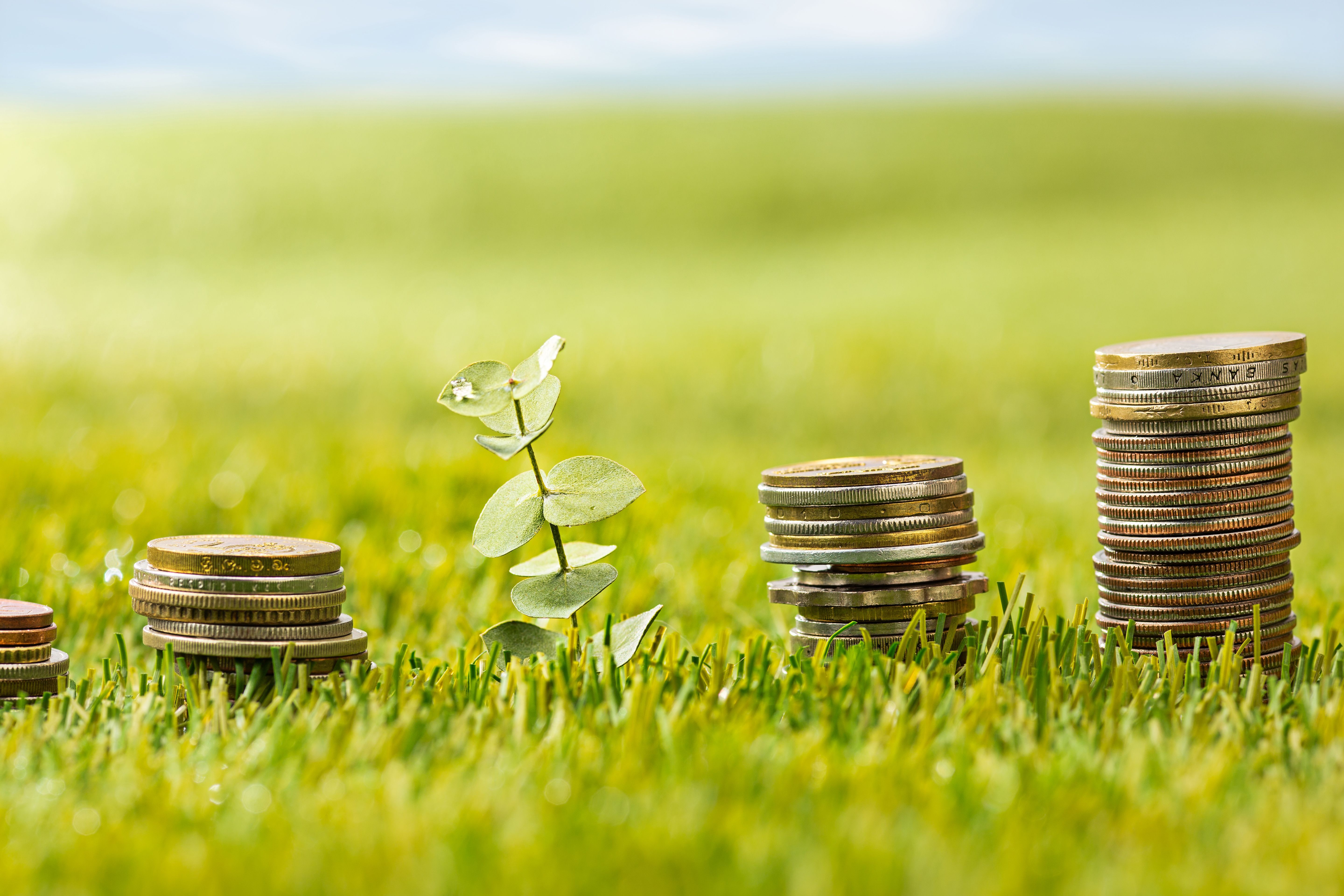 The columns of coins on grass