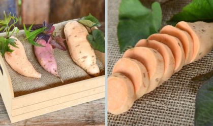 Cientistas desenvolvem nova batata-doce para combate à insuficiência de vitamina A
