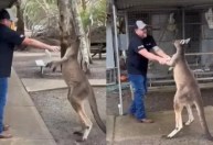 Canguru “luta” com turista em parque na Austrália e vídeo viraliza; assista