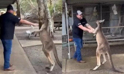 Canguru “luta” com turista em parque na Austrália e vídeo viraliza; assista