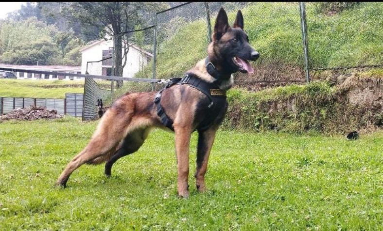 Cão Wilson, que ajudou nas buscas das crianças na selva colombiana / Reprodução/Twitter Forças Armadas da Colômbia