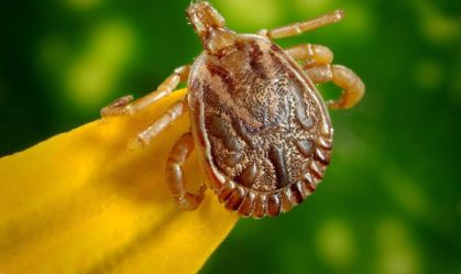 Potencial vacina contra febre maculosa visa controle do carrapato transmissor