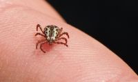 SP registra 17 mortes por febre maculosa em 2026; veja como se prevenir