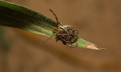 Prefeitura de Campinas investiga sexto caso de febre maculosa na cidade