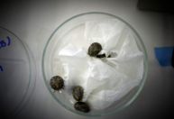 Proteína do carrapato-estrela pode ser alvo para vacina contra febre maculosa