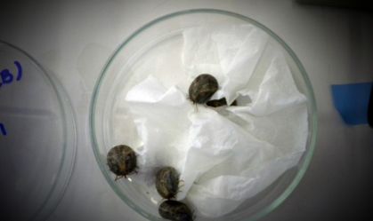 Proteína do carrapato-estrela pode ser alvo para vacina contra febre maculosa