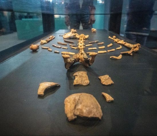 O fóssil de Lucy inclui 40% de seu esqueleto, um dos fósseis de australopitecos mais completos encontrados até hoje / Edwin Remsberg/Alamy Banco de Imagens