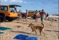 Cão selvagem morde turista na praia e é acusado de outros ataques; animal foi abatido por autoridades