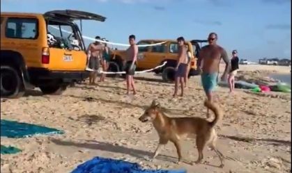 dingo austrália