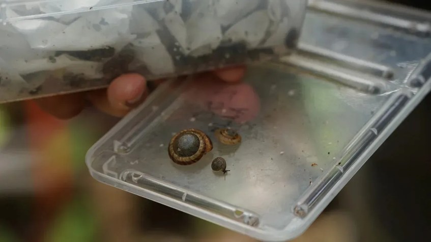 O caramujo-das-Bermudas, cuja concha mede até 2,5 centímetros de diâmetro, mostrado ao lado do caracol menor das Bermudas / Sandy Thin/CNN