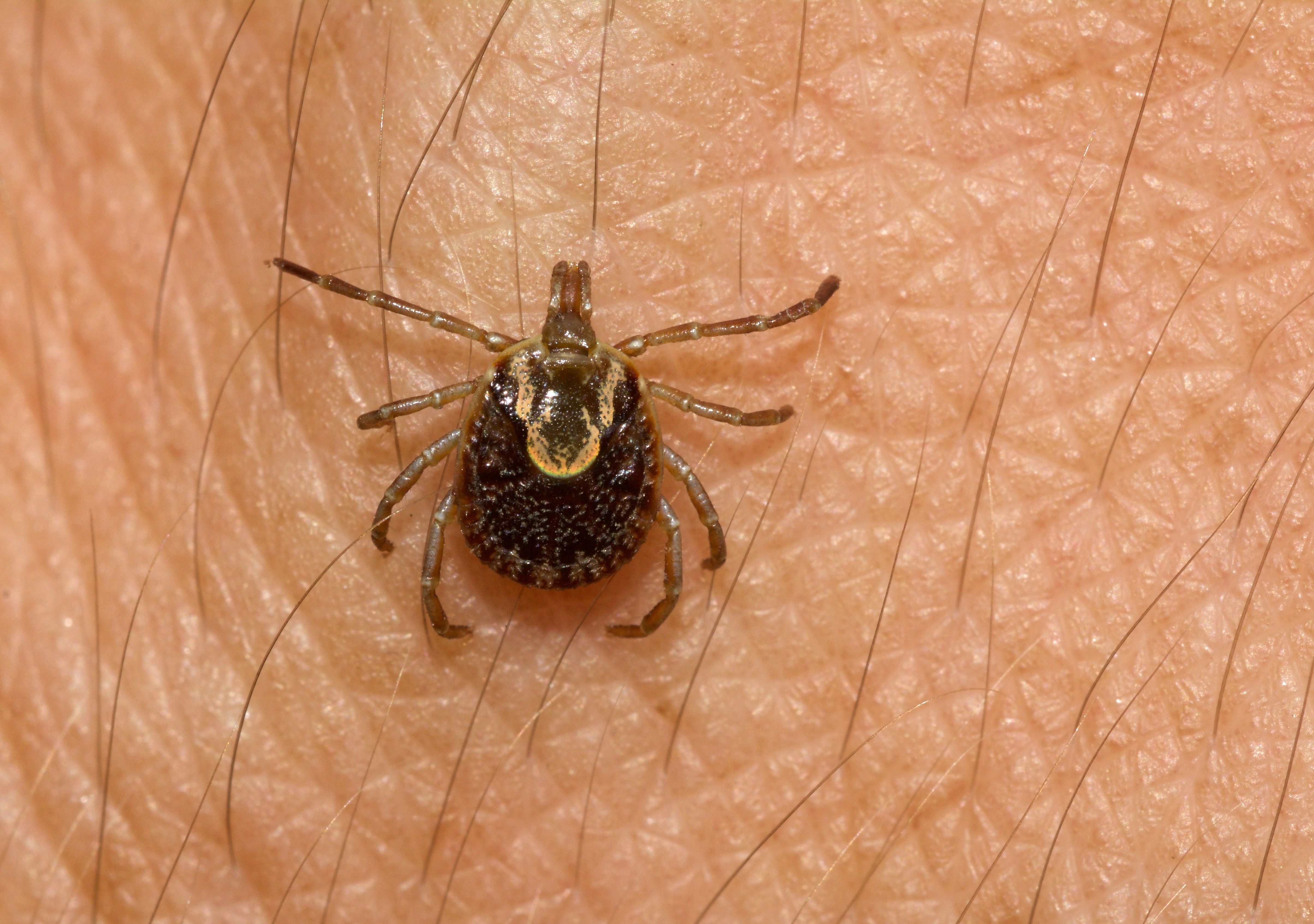 carrapato Amblyomma cajennense febre maculosa