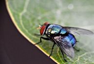 Moscas são atraídas pela cor azul; pesquisadores descobriram o porquê