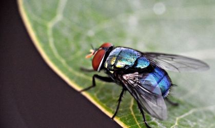 mosca