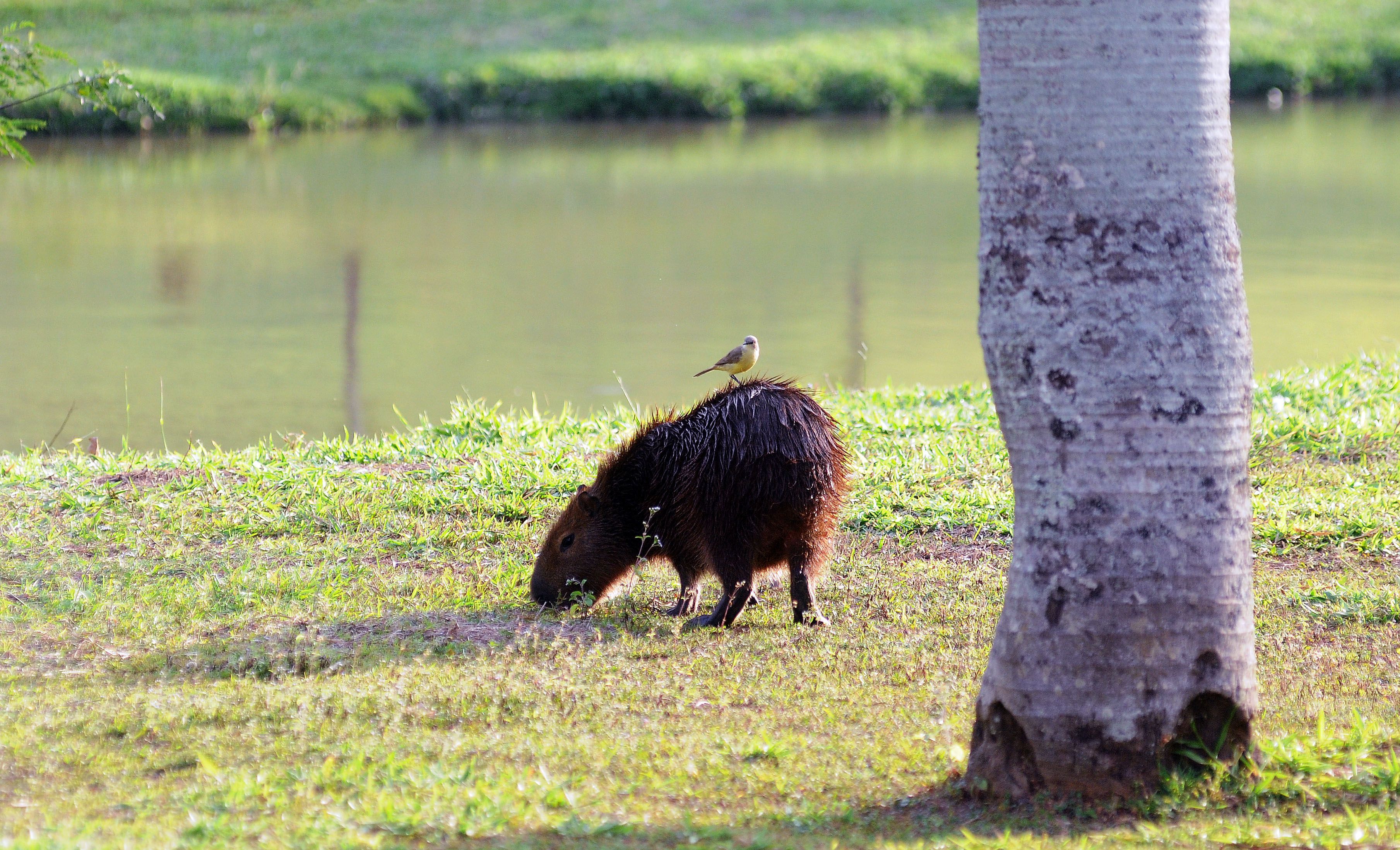 parque_campinas (2)