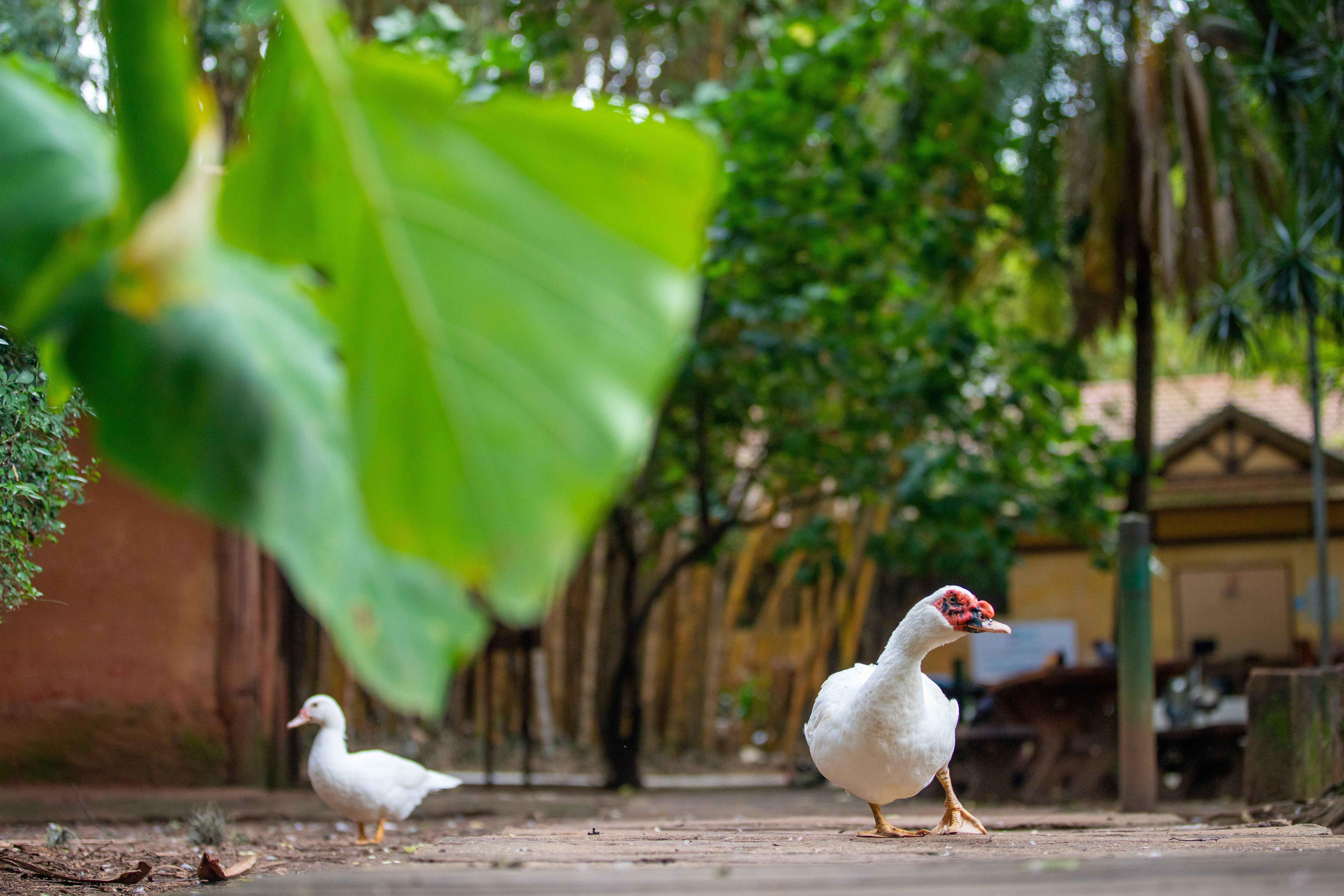 Imagens gerais do Parque da Água Branca em São Paulo