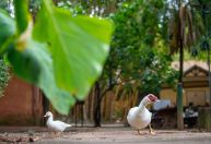 Parque da Água Branca, em SP, vai isolar 2 mil aves em prevenção à gripe aviária