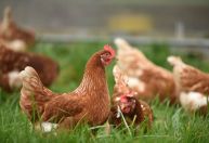 Santa Catarina registra caso de gripe aviária em criação de fundo de quintal