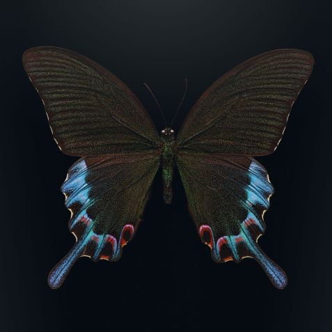 Usando uma técnica especial de fotografia macro, Biss é capaz de capturar a textura e a beleza requintada da ameaçada borboleta rabo-de-andorinha de Luzon, encontrada nas Filipinas / Levon Biss/American Museum of Natural History