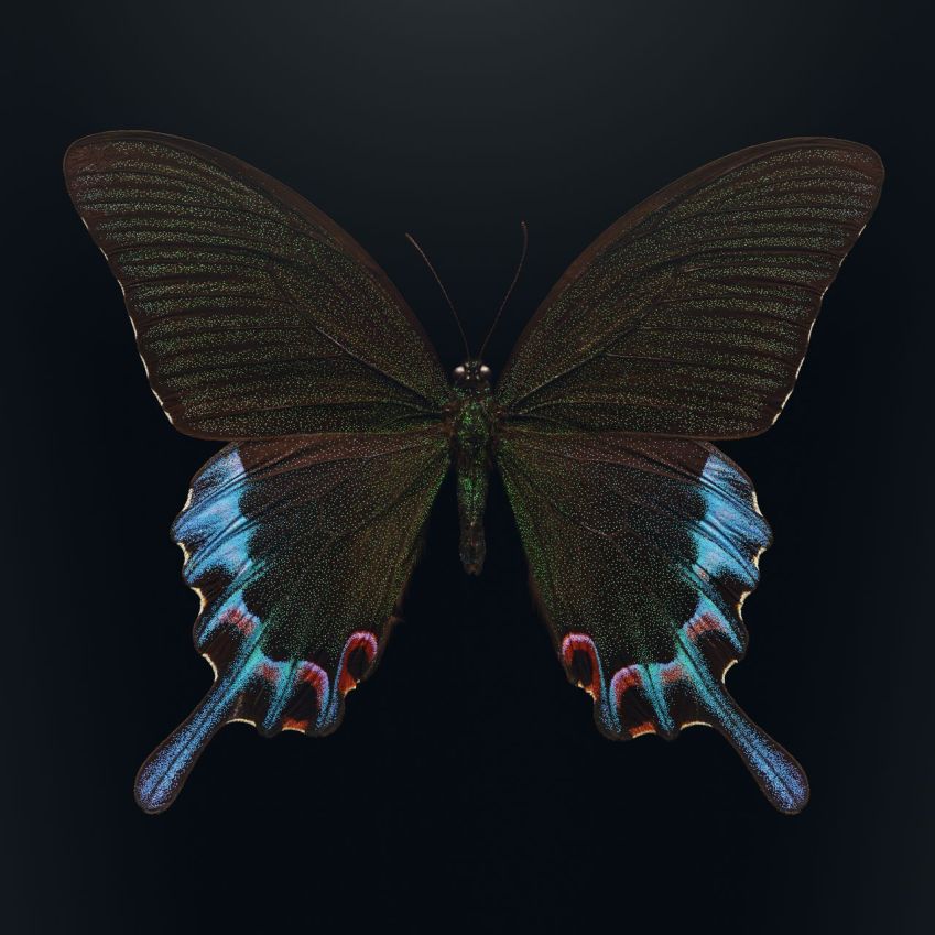 Usando uma técnica especial de fotografia macro, Biss é capaz de capturar a textura e a beleza requintada da ameaçada borboleta rabo-de-andorinha de Luzon, encontrada nas Filipinas / Levon Biss/American Museum of Natural History