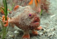 Raro “peixe-mão”, espécie ameaçada de extinção, é fotografado na Austrália