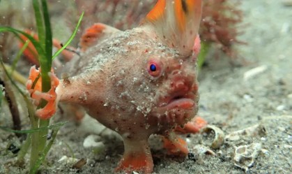 Raro "peixe-mão", espécie ameaçada de extinção, é fotografado na Austrália
