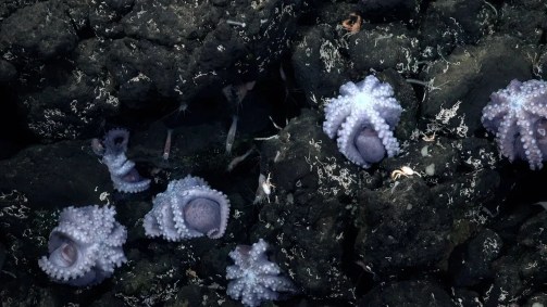 Os polvos podem ser vistos em um afloramento rochoso nas profundezas do Oceano Pacífico