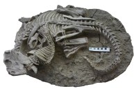 Fóssil revela improvável ataque a dinossauro por mamífero do tamanho de um gato
