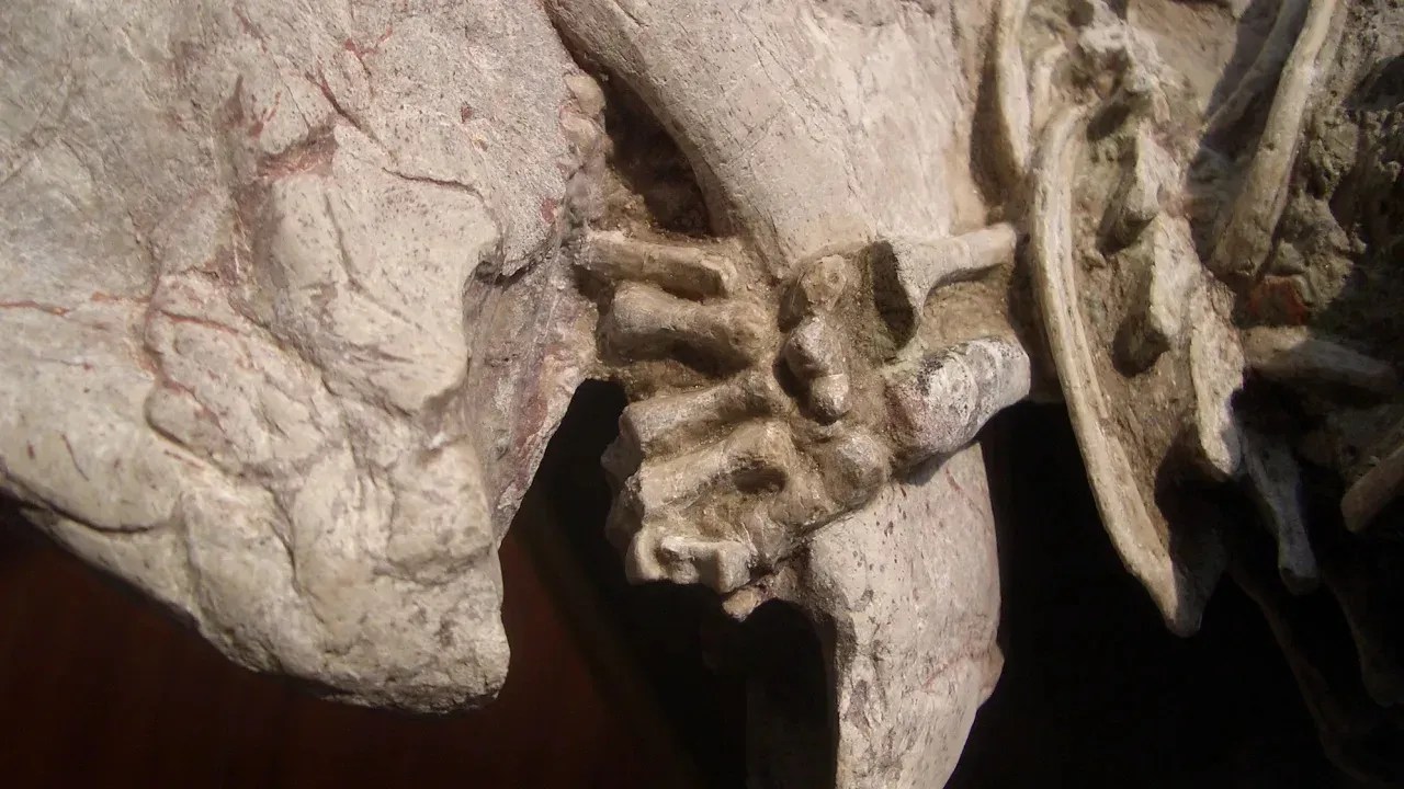 Um detalhe do fóssil mostra a pata dianteira esquerda de Repenomamus robustus enrolada na mandíbula inferior do dinossauro / Gang Han