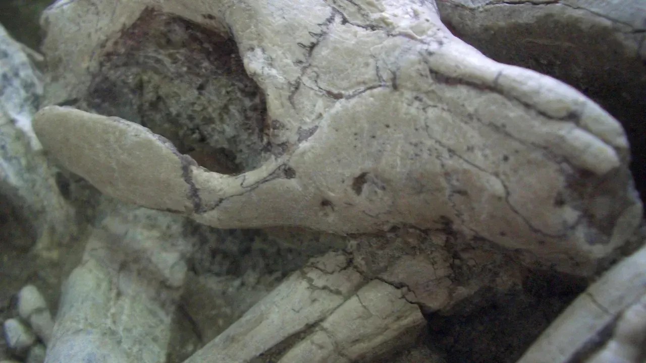 Um close-up do fóssil mostra o pequeno Repenomamus robustus mordendo as costelas do Psitacossauro / Gang Han