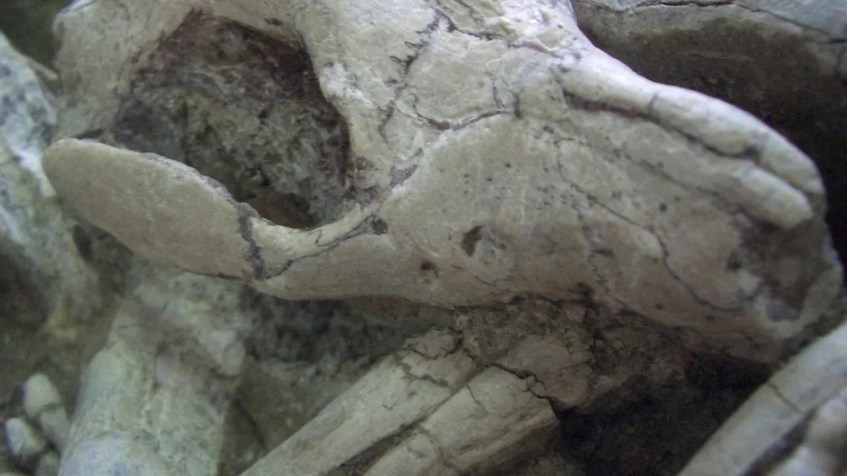 Um close-up do fóssil mostra o pequeno Repenomamus robustus mordendo as costelas do Psitacossauro / Gang Han