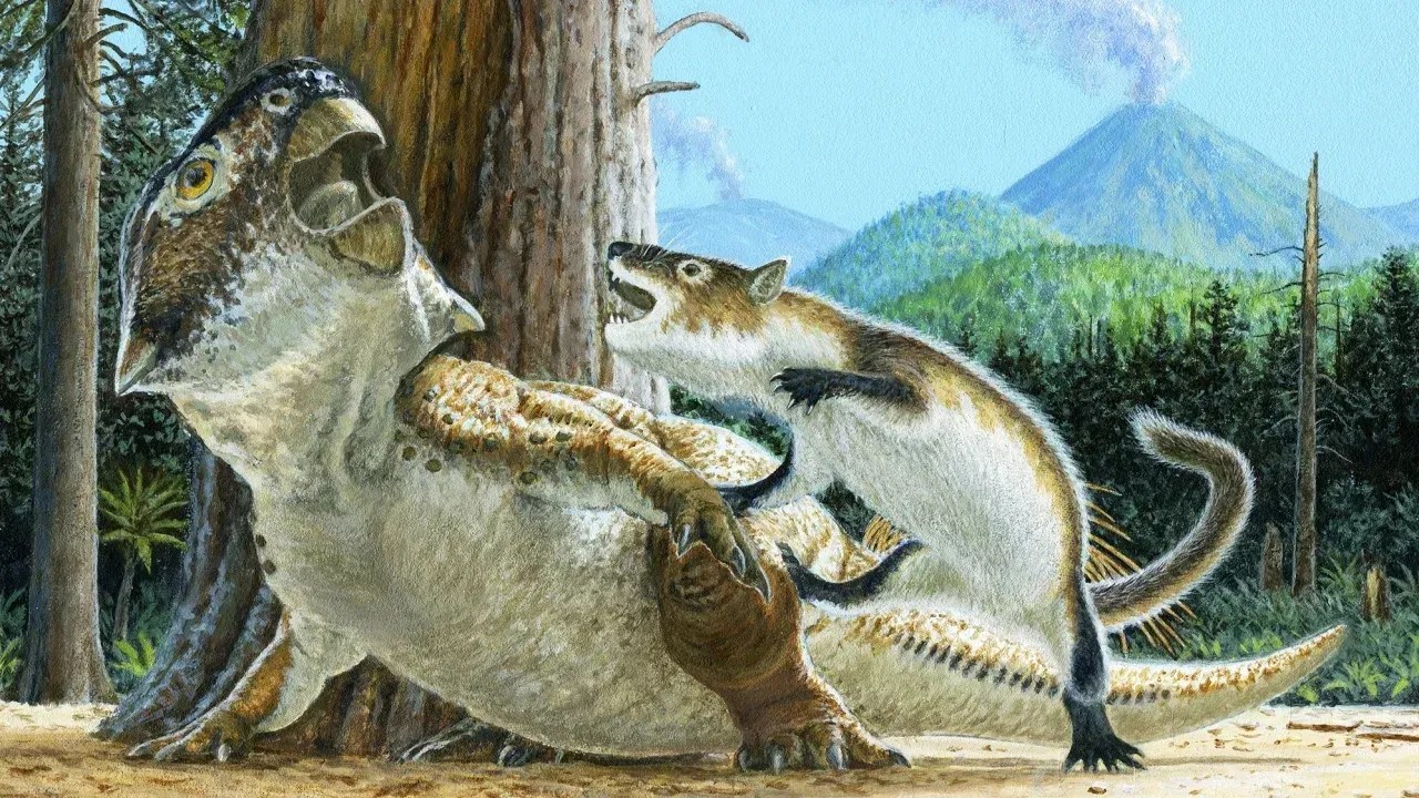 Artista faz representação do momento em que o Repenomamus robustus atacou o Psitacossauro há 125 milhões de anos / Michael W. Skrepnick