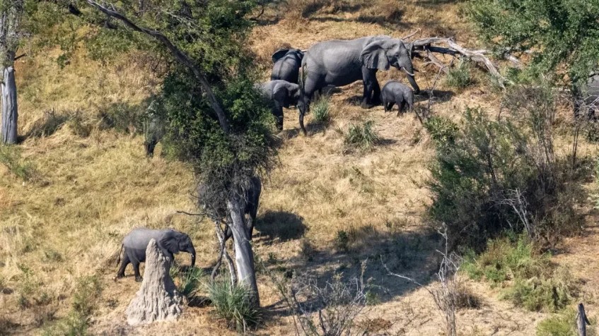O conflito entre humanos e animais selvagens é a principal causa de órfãos de elefantes em Botsuana, diz a fundadora da Elephant Havens, Debra Stevens / Colossal