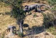 Idosa americana morre atacada por elefante em safari na Zâmbia