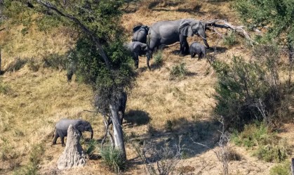 Idosa americana morre atacada por elefante em safari na Zâmbia