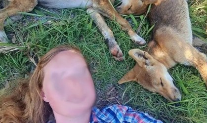 230721102036-02-australia-dingo-euthanized