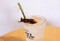 Drink de insetos: a nova moda dos restaurantes em Tóquio
